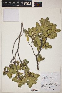 Rhus kearneyi image