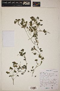 Oxalis albicans image