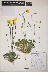 Eschscholzia glyptosperma image