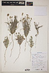 Plantago ovata image