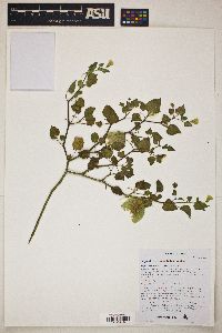 Physalis crassifolia image