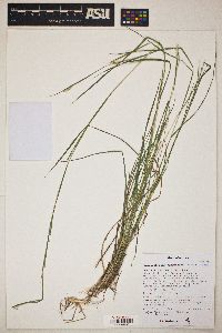 Schizachyrium sanguineum image