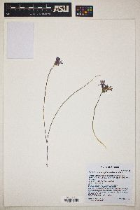 Dichelostemma capitatum image