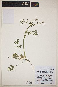 Corydalis aurea image