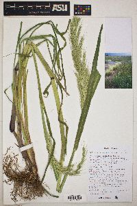 Echinochloa walteri image