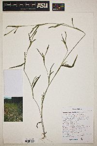 Hackelochloa granularis image