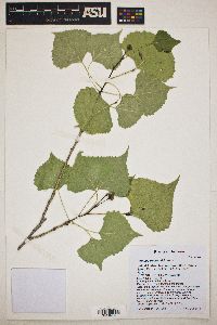 Populus fremontii image