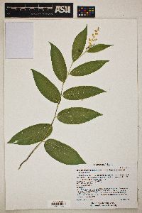 Maianthemum racemosum subsp. amplexicaule image