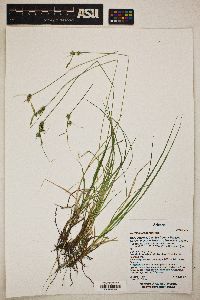 Carex leucodonta image