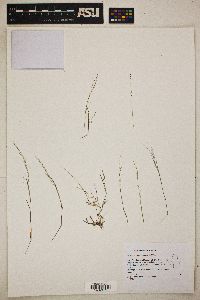 Muhlenbergia microsperma image