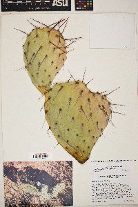 Opuntia atrispina image