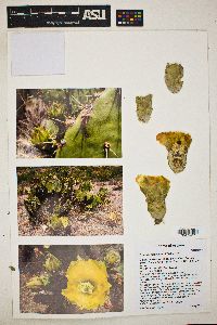 Opuntia engelmannii image