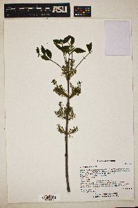 Fraxinus velutina image