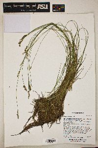 Carex echinata image