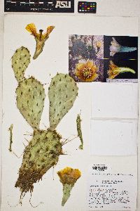 Opuntia phaeacantha image