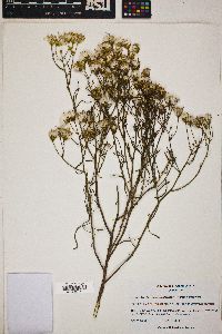 Senecio flaccidus image