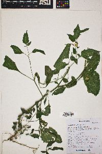 Solanum douglasii image