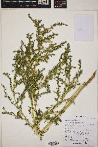 Amaranthus albus image