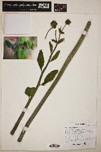 Euphorbia bracteata image
