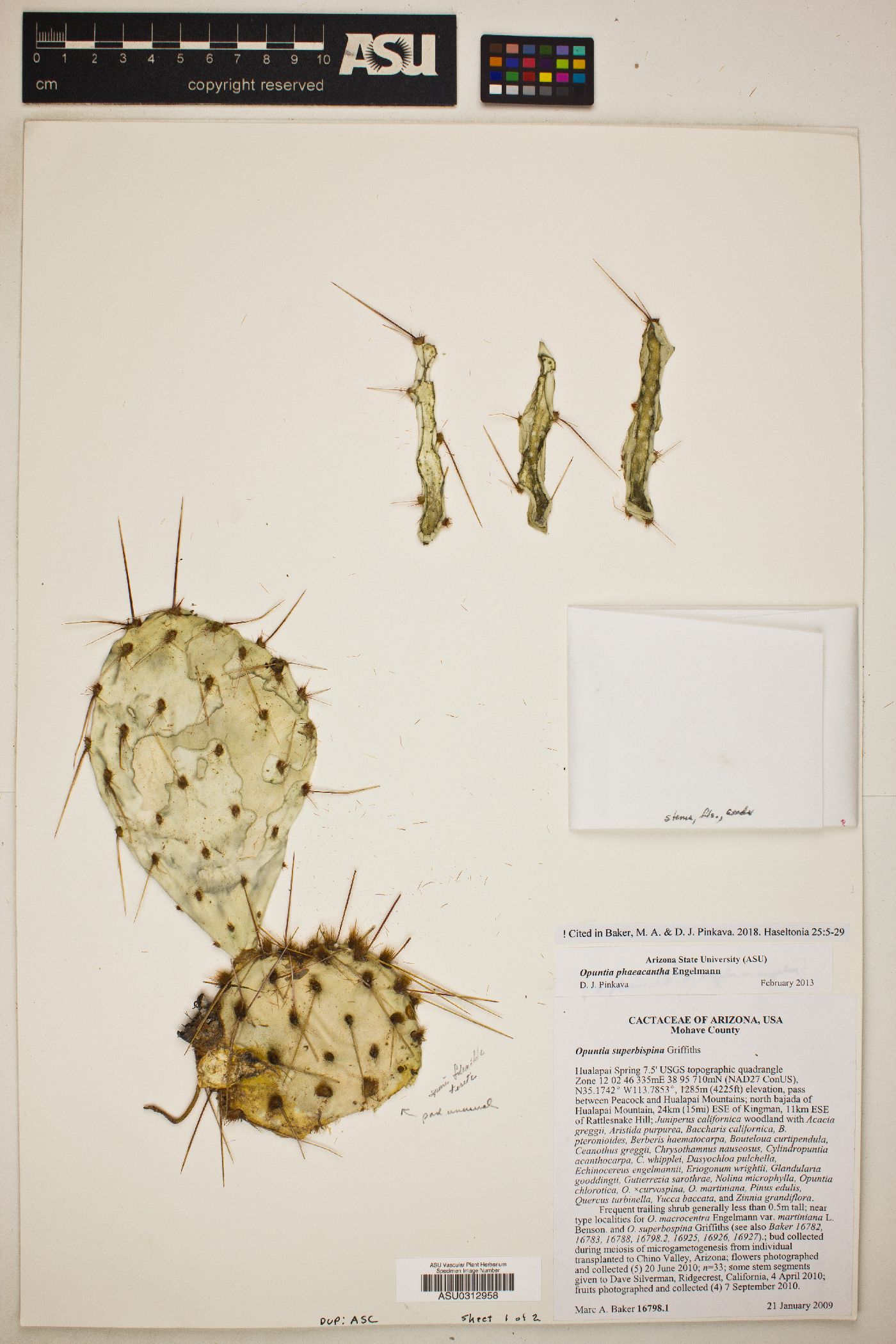 Opuntia superbospina image