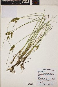 Juncus interior image