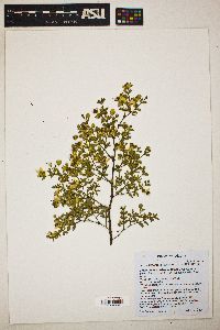 Larrea tridentata image