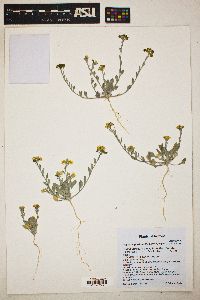 Physaria gordonii image