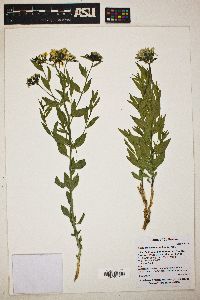 Amsonia tomentosa image