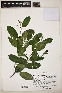 Frangula californica image