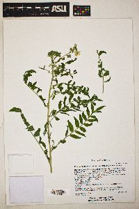 Polemonium foliosissimum var. flavum image