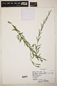 Lythrum californicum image