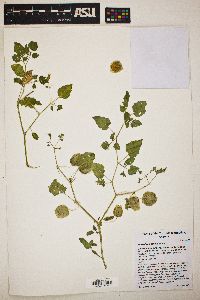 Physalis crassifolia image