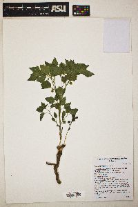 Physalis crassifolia image