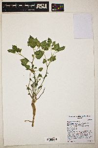 Physalis crassifolia image