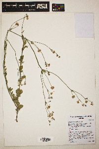 Eriogonum abertianum image