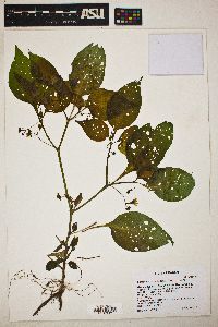 Jaltomata procumbens image