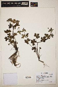 Geranium wislizeni image