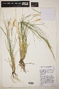 Aristida purpurea var. nealleyi image