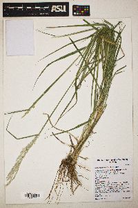 Digitaria californica image