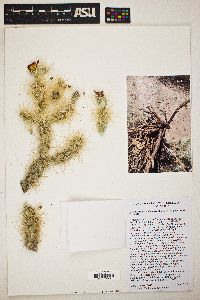 Cylindropuntia chuckwallensis image