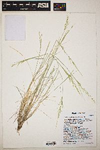 Muhlenbergia tenuifolia image