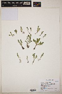 Lysimachia minima image