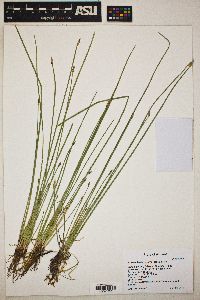 Eleocharis macrostachya image