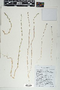 Triodanis perfoliata var. biflora image