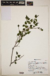 Morus microphylla image