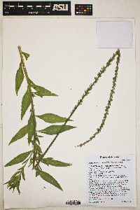 Oenothera curtiflora image