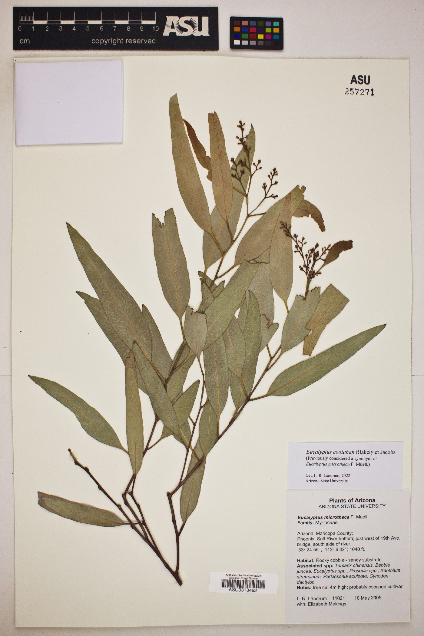 Eucalyptus coolabah image