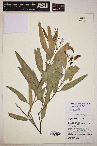 Image of Eucalyptus coolabah