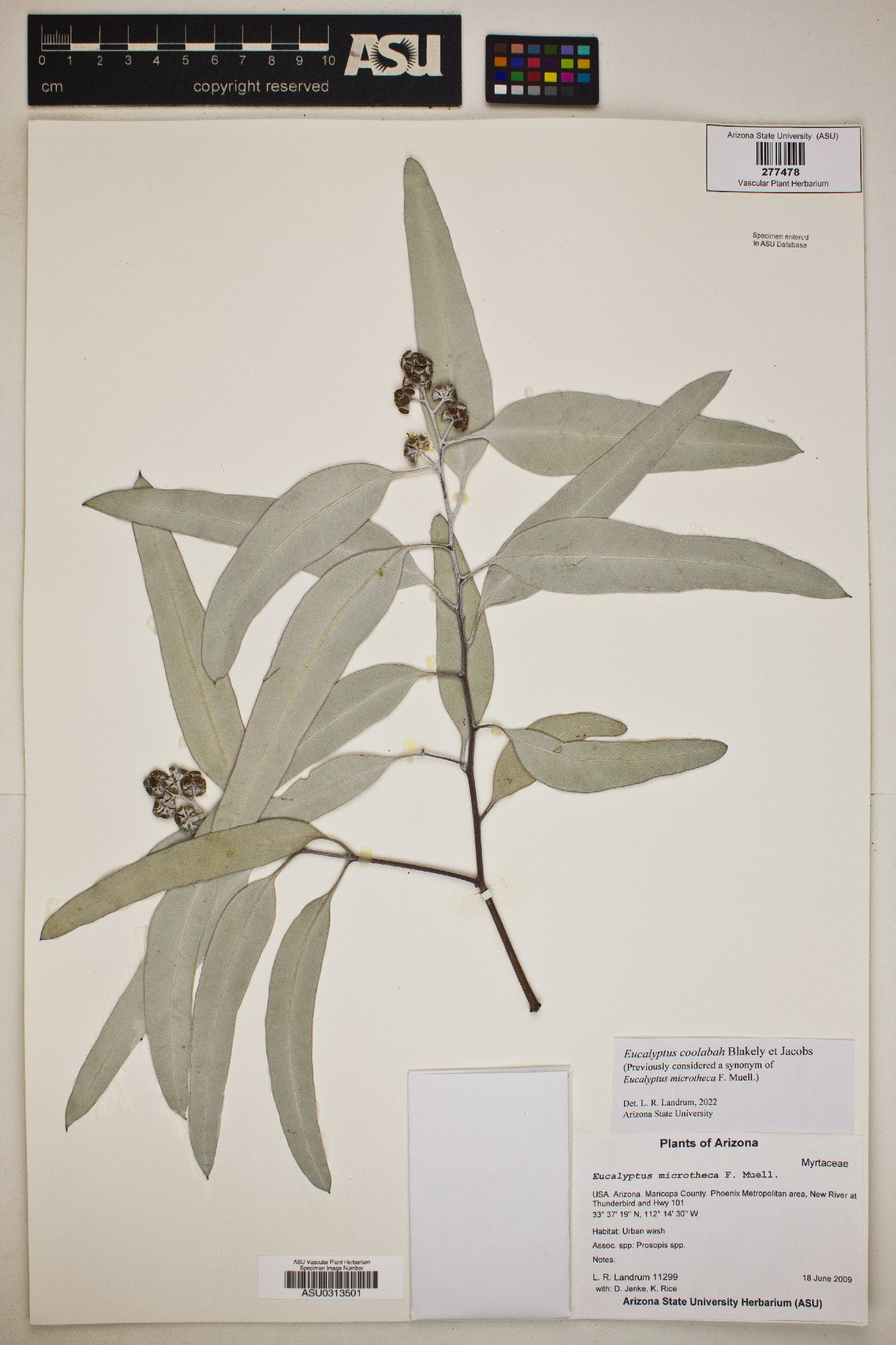 Eucalyptus coolabah image