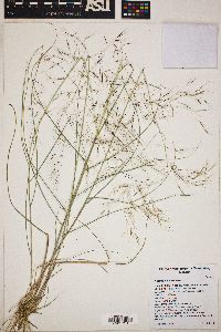 Aristida havardii image